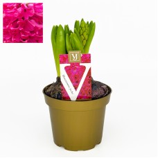 Hyacinthus 3 Head Pot Plant 风信子 (Imported) - Jan Bos