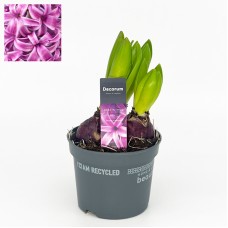 Hyacinthus 3 Head Pot Plant 风信子 (Imported) - Purple Sensation