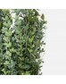 Acacia (Imported) - (Per Bundle) Acacia (Imported) - (Per Bundle)