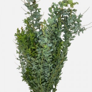 Acacia (Imported) - (Per Bundle) Acacia (Imported) - (Per Bundle)