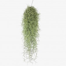 Air Plant (Local) - (Per Pieces)