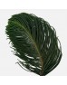 Araucaria Heterophylla (Local) - (Per Bundle) Araucaria Heterophylla (Local) - (Per Bundle)
