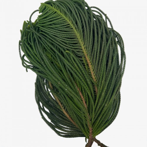 Araucaria Heterophylla (Local) - (Per Bundle) Araucaria Heterophylla (Local) - (Per Bundle)