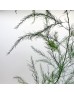 Asparagus Grass (Luxuncao) (Imported) - (Per Bundle)