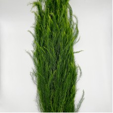 Asparagus Grass (Luxuncao) (Imported) - (Per Bundle)