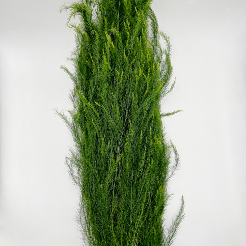 Asparagus Grass (Luxuncao) (Imported) - (Per Bundle)
