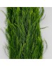 Asparagus Grass (Luxuncao) (Imported) - (Per Bundle)