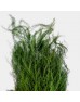 Asparagus Grass (Luxuncao) (Imported) - (Per Bundle)
