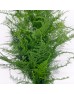 Asparagus Setaceus (Imported) - (Per Bundle) Asparagus Setaceus (Imported) - (Per Bundle)