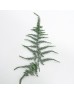 Asparagus Setaceus (Imported) - (Per Bundle) Asparagus Setaceus (Imported) - (Per Bundle)