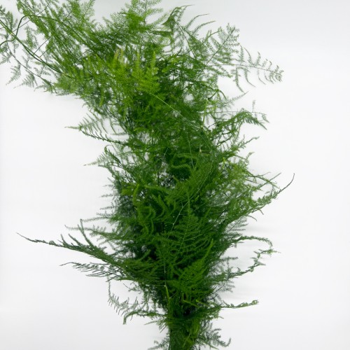 Asparagus Setaceus (Imported) - (Per Bundle) Asparagus Setaceus (Imported) - (Per Bundle)