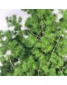 Asparagus Umbellatus (Imported) - (Per Bundle) Asparagus Umbellatus (Imported) - (Per Bundle)