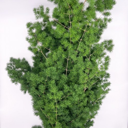 Asparagus Umbellatus (Imported) - (Per Bundle) Asparagus Umbellatus (Imported) - (Per Bundle)