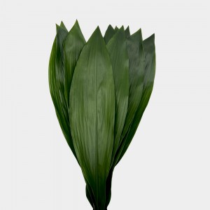Aspidistra Leaf (Imported) - (Per Bundle)