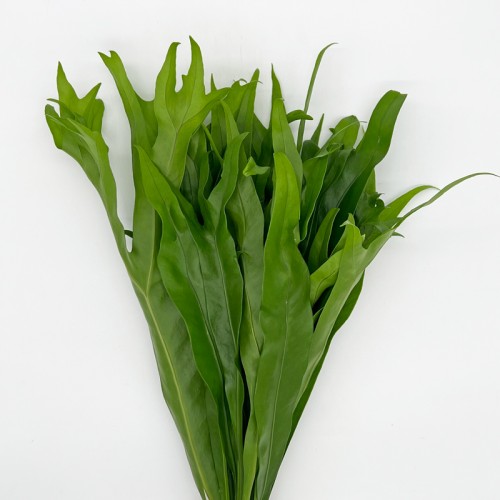 Bifurcatum (Local) - (Per Bundle)