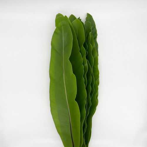 Bird Nest Leaf (Local) - (10 Stems)