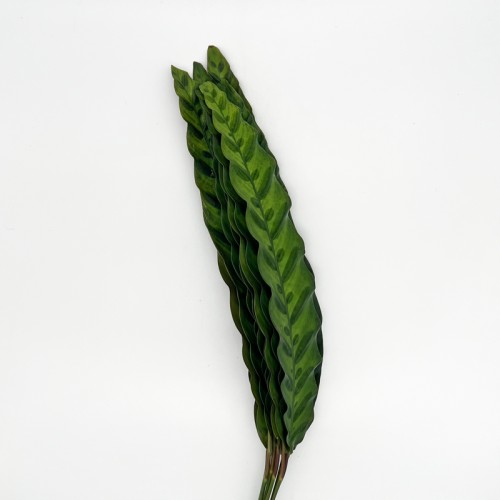 Calathea Leaf (Local) - (Per Bundle)