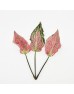 Calla Leaf (Imported) - (5 Stems) Calla Leaf (Imported) - (5 Stems)