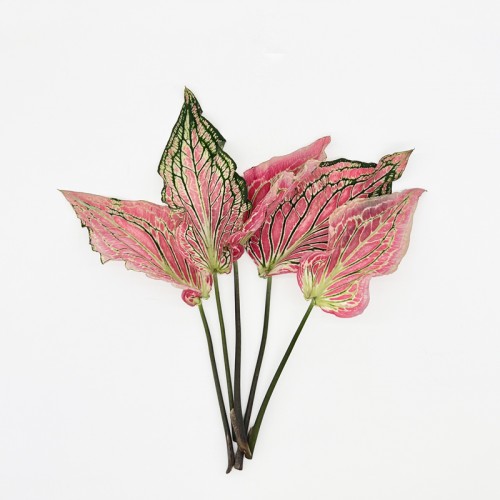 Calla Leaf (Imported) - (5 Stems) Calla Leaf (Imported) - (5 Stems)