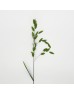 Chasmanthium Latifolium (Imported) - (Per Bundle) Chasmanthium Latifolium (Imported) - (Per Bundle)