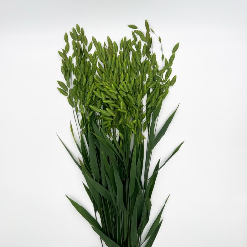 Chasmanthium Latifolium (Imported) - (Per Bundle) Chasmanthium Latifolium (Imported) - (Per Bundle)