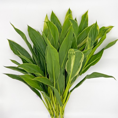 Cordyline (Local) - Snow White (Per Bundle) Cordyline (Local) - Snow White (Per Bundle)