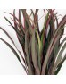 Cordyline Red Edge (Local) - Green Red (5 Stems)