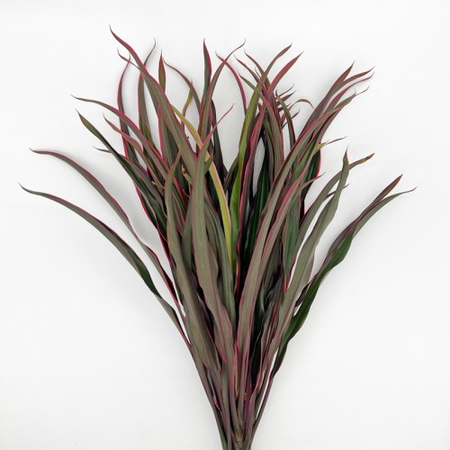 Cordyline Red Edge (Local) - Green Red (5 Stems)
