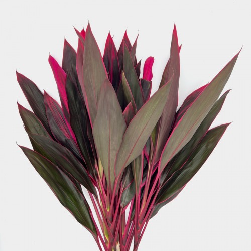 Cordyline (Local) - Snow Red (Per Bundle)