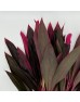 Cordyline (Local) - Snow Red (Per Bundle)