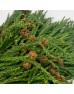 Cryptomeria Fruit (Imported) - (Per Bundle) Cryptomeria Fruit (Imported) - (Per Bundle)