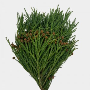 Cryptomeria Fruit (Imported) - (Per Bundle) Cryptomeria Fruit (Imported) - (Per Bundle)
