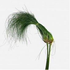 Cyperus Plam Leaf (Cyperus Broom) (Local) - (5 Stems)