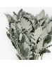 Dusty Miller (Imported) - Grey (Per Bundle) Dusty Miller (Imported) - Grey (Per Bundle)