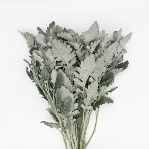 Dusty Miller (Imported) - Grey (Per Bundle) Dusty Miller (Imported) - Grey (Per Bundle)