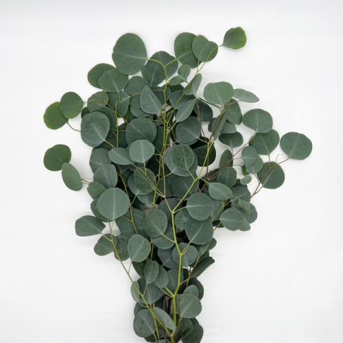 Eucalyptus (Imported) - Apple Leaf (Per Bundle) Eucalyptus (Imported) - Apple Leaf (Per Bundle)