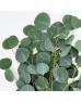 Eucalyptus (Imported) - Apple Leaf (Per Bundle) Eucalyptus (Imported) - Apple Leaf (Per Bundle)