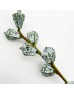 Eucalyptus (Imported) - Fruit (Per Bundle)
