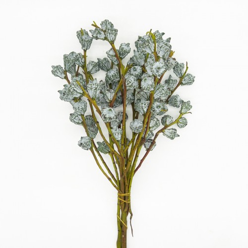 Eucalyptus (Imported) - Fruit (Per Bundle)