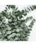 Eucalyptus (Imported) - Cinerea (Per Bundle) Eucalyptus (Imported) - Cinerea (Per Bundle)