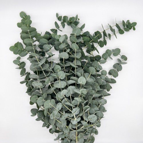 Eucalyptus (Imported) - Cinerea (Per Bundle) Eucalyptus (Imported) - Cinerea (Per Bundle)