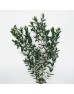 Eucalyptus (Imported) - Parvifolia (Per Bundle)