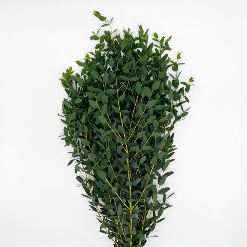 Eucalyptus (Imported) - Parvifolia (Per Bundle)