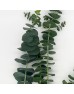 Eucalyptus (Imported) - Baby Blue (Per Bundle)