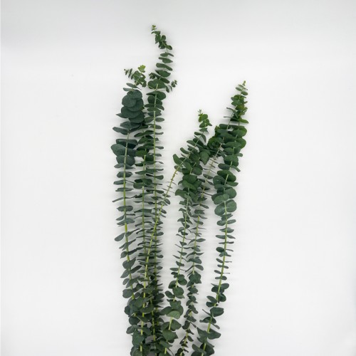Eucalyptus (Imported) - Baby Blue (Per Bundle)