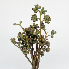 Eucalyptus Robusta Fruit (Imported) - (Per Bundle)