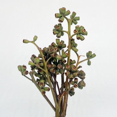 Eucalyptus Robusta Fruit (Imported) - (Per Bundle)