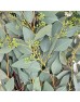 Eucalyptus (Imported) - Populus Berry (Per Bundle) Eucalyptus (Imported) - Populus Berry (Per Bundle)