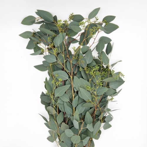 Eucalyptus (Imported) - Populus Berry (Per Bundle) Eucalyptus (Imported) - Populus Berry (Per Bundle)