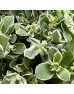 Euphorbia Marginata (Imported) - (Per Bundle)
